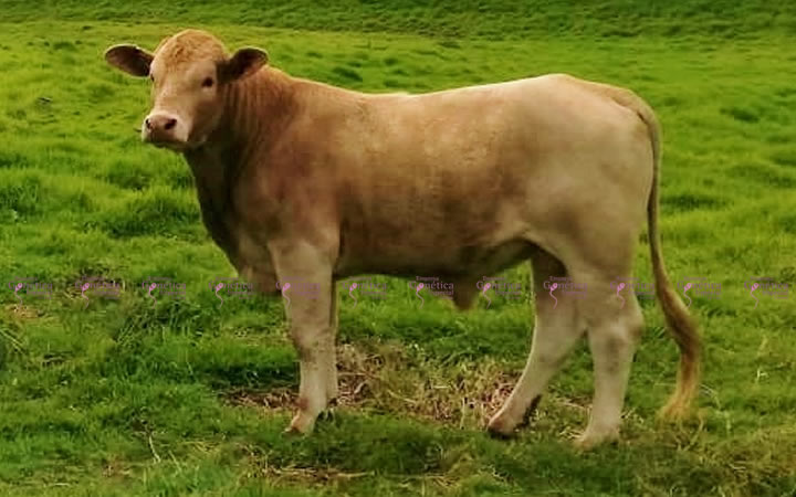 toros-carne-charbray