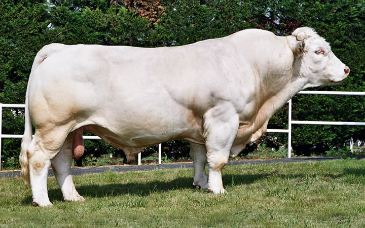 toros-carne-charolais