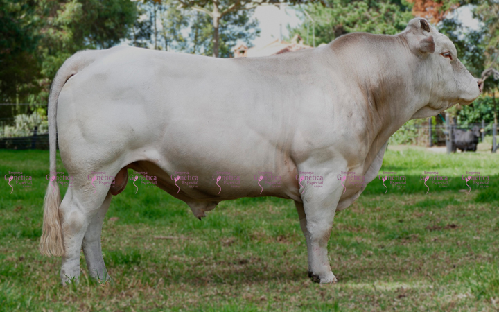 toros-carne-charolais