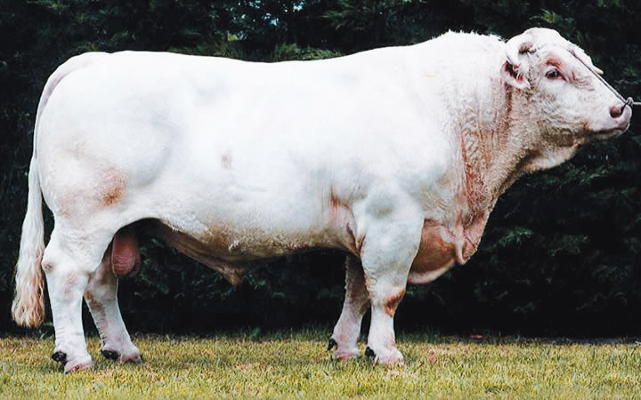 toros-carne-charolais