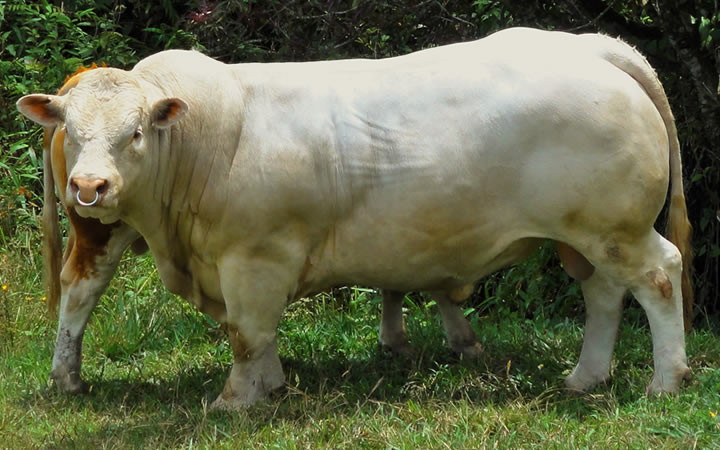 toros-carne-charolais