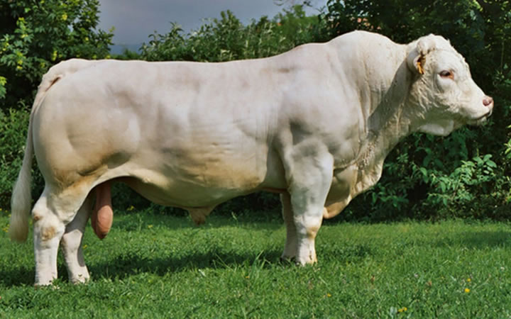 toros-carne-charolais