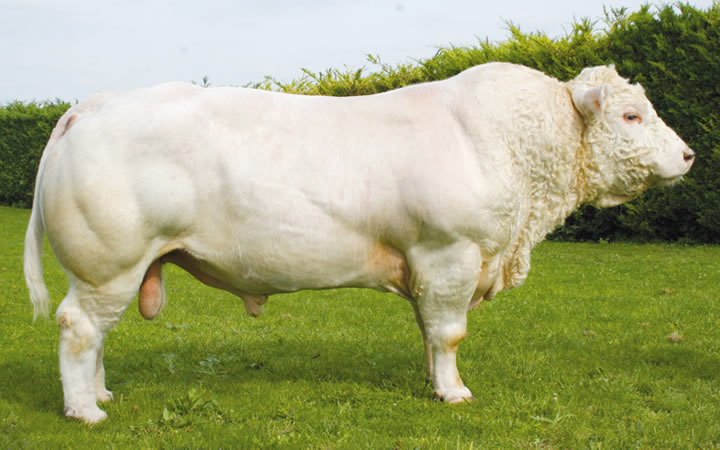 toros-carne-charolais