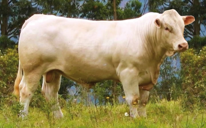 toros-carne-charolais