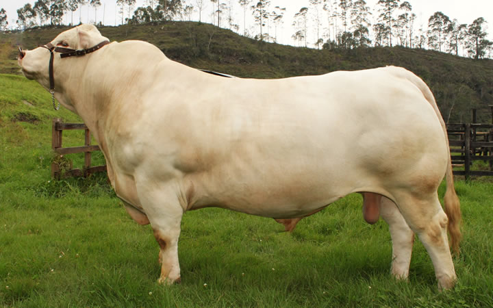 toros-carne-charolais