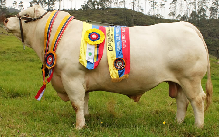 toros-carne-charolais