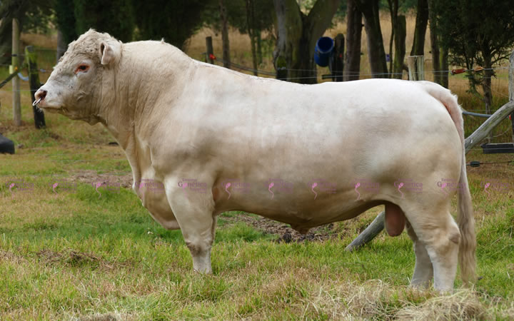 toros-carne-charolais