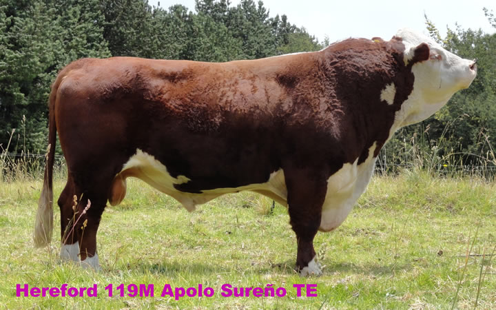 toros-carne-hereford