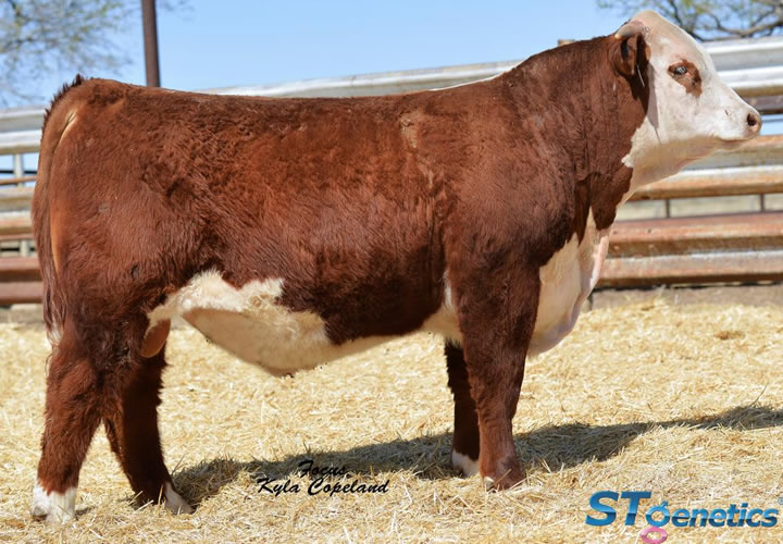 toros-carne-hereford