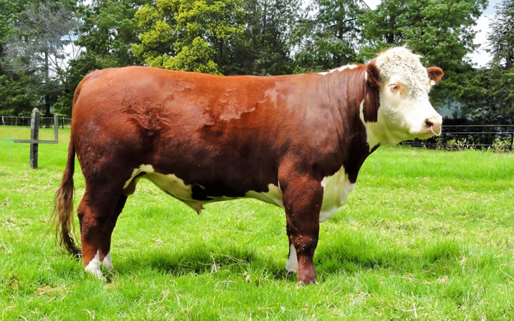 toros-carne-hereford