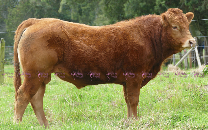 toros-carne-limousin