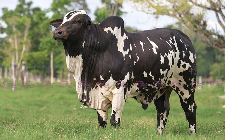 toros-carne-nelore-pintado