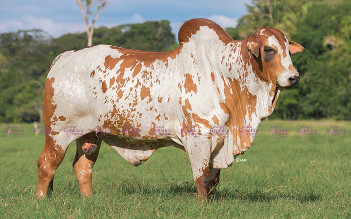 toros-carne-nelore-pintado