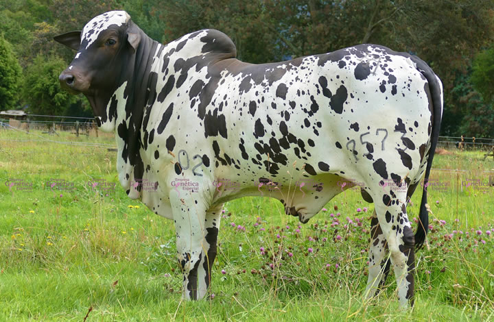 toros-carne-nelore-pintado