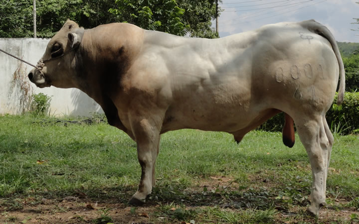 toros-carne-piemontese