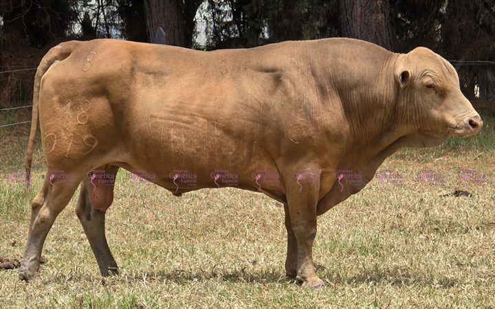 toros-carne-romosinuano