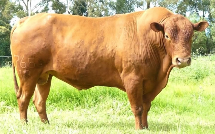 toros-carne-romosinuano