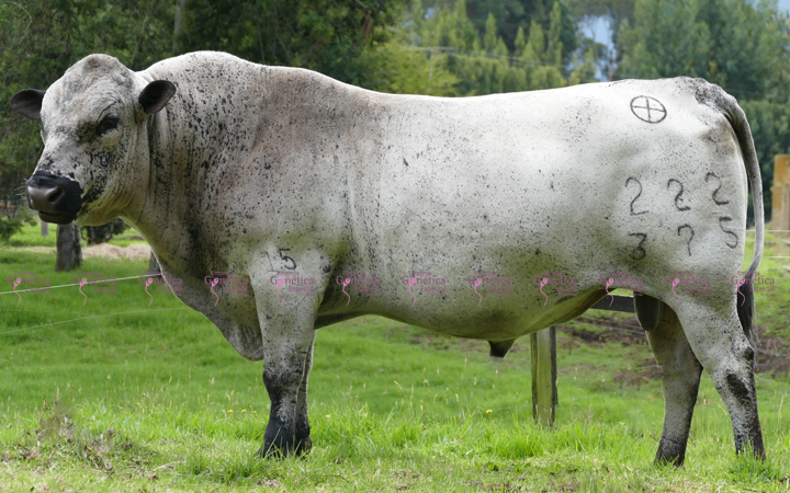 doble-proposito-javavi