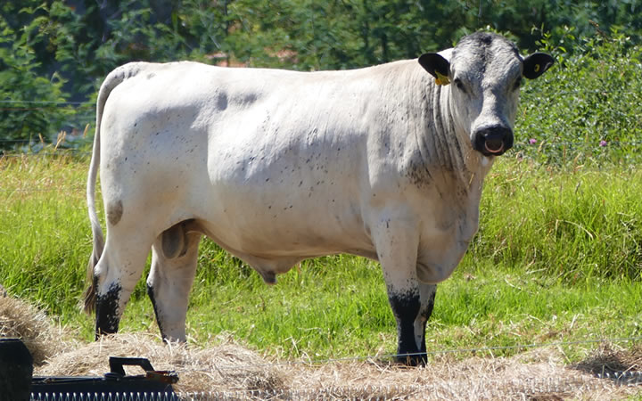 doble-proposito-javavi