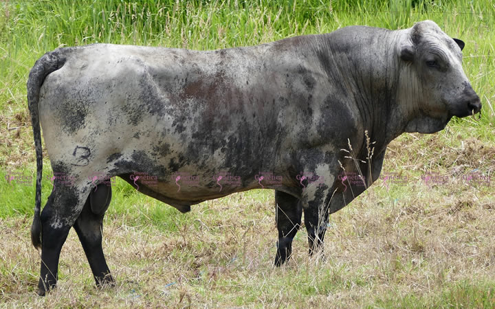 doble-proposito-javavi