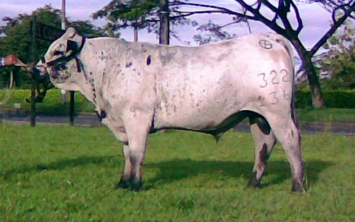 doble-proposito-javavi