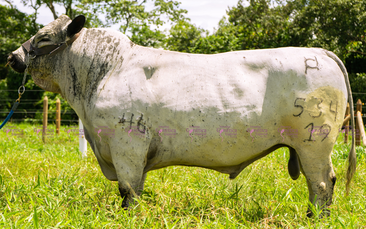 doble-proposito-bon-timoteo