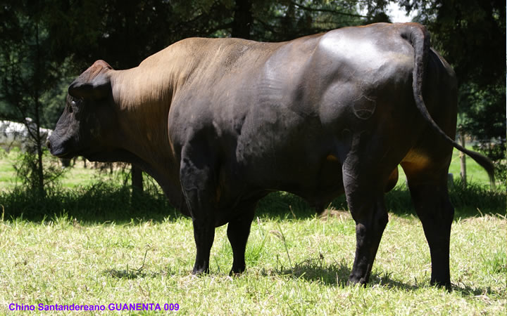 doble-proposito-javavi