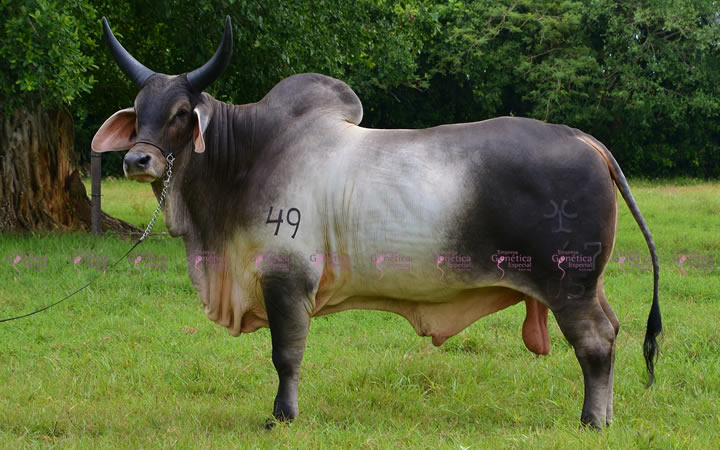 doble-proposito-guzerat