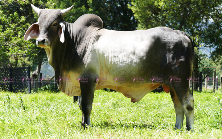 doble-proposito-napoles