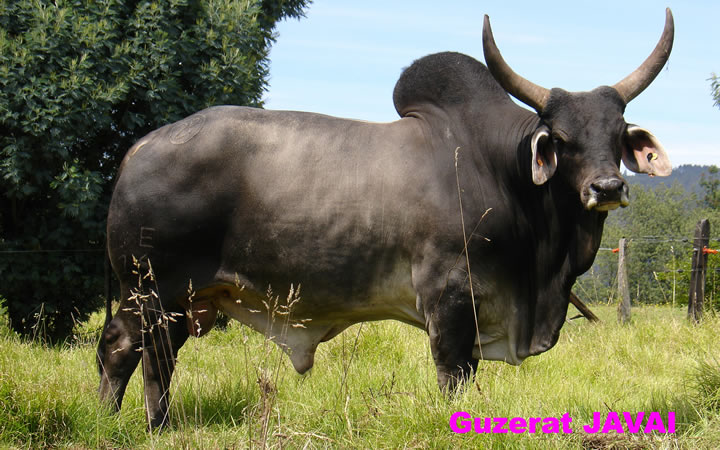 doble-proposito-javavi