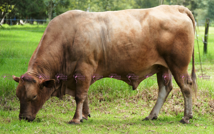 doble-proposito-harton