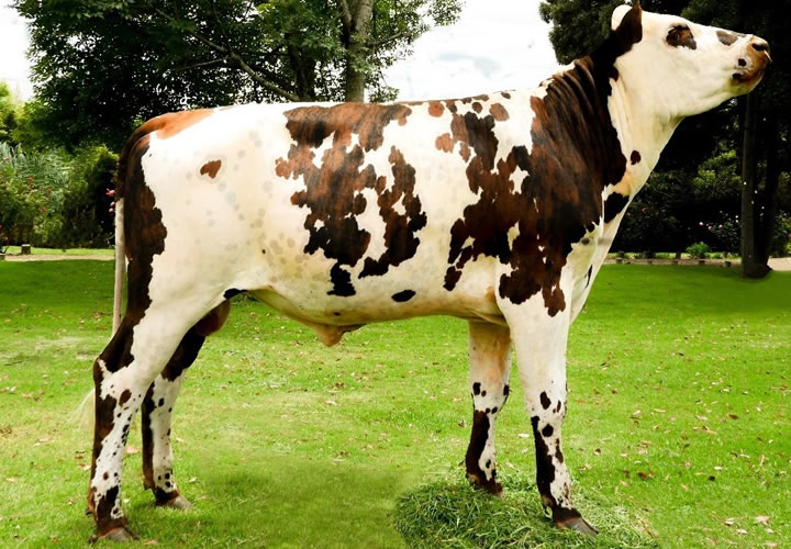 doble-proposito-normando