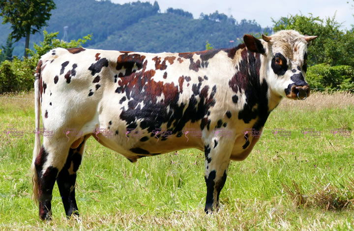 doble-proposito-narciso