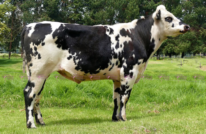 doble-proposito-necio