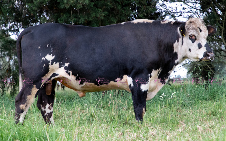 doble-proposito-reloco