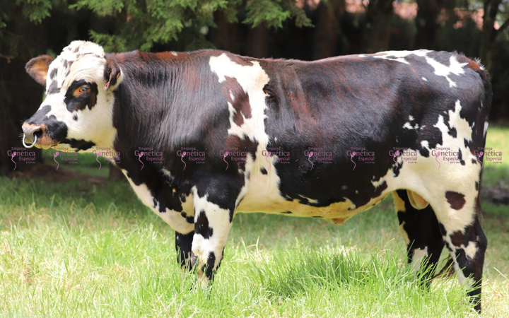 doble-proposito-retamo