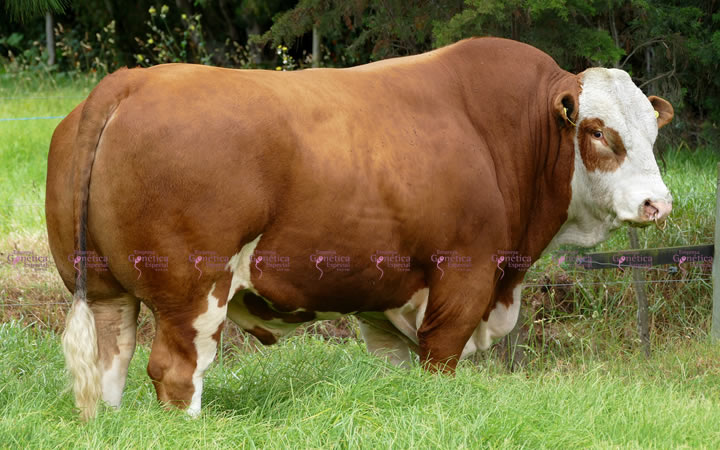 doble-proposito-simmental