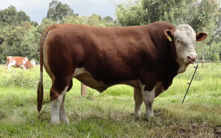 doble-proposito-simmental