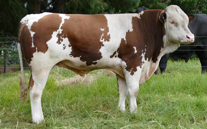 doble-proposito-simmental