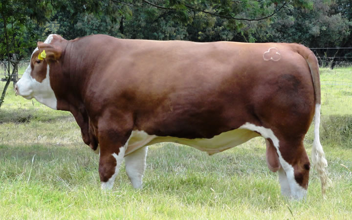 doble-proposito-simmental