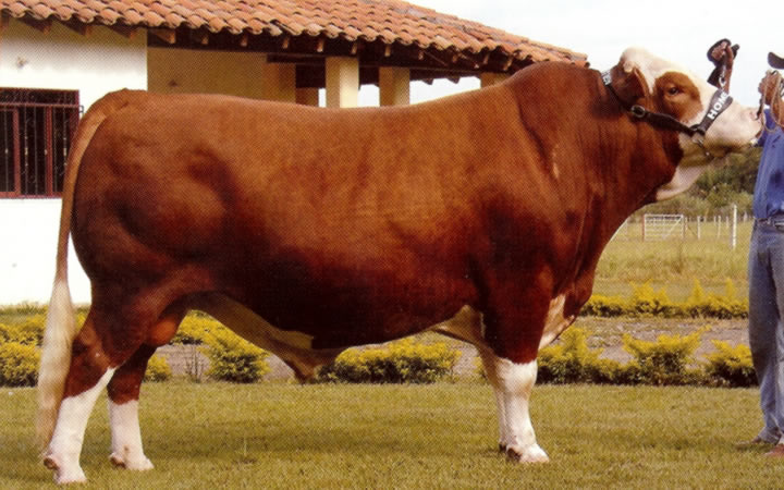 doble-proposito-simmental