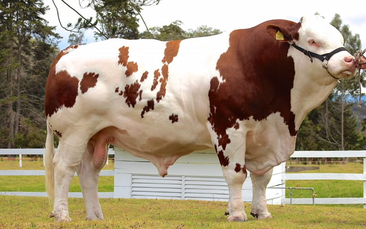 doble-proposito-simmental