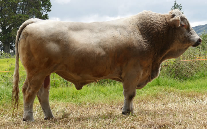 doble-proposito-simmental