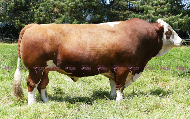 doble-proposito-simmental