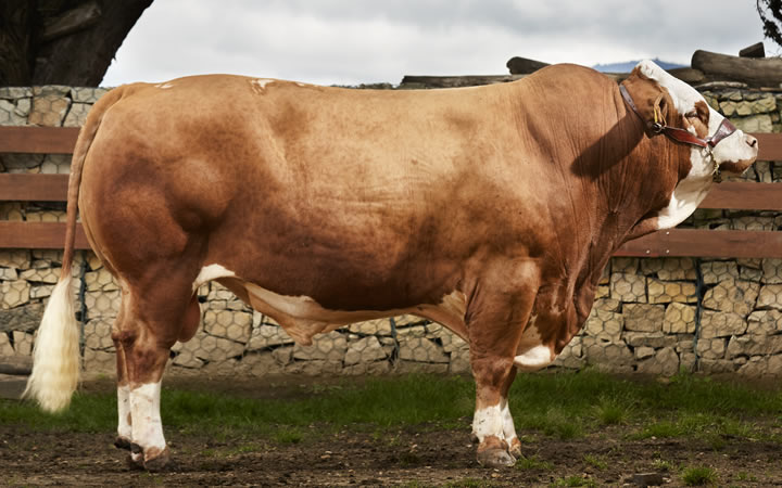 doble-proposito-simmental