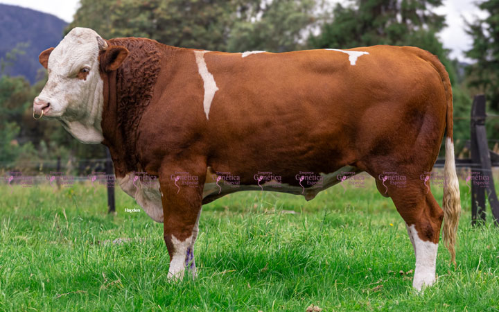 doble-proposito-simmental