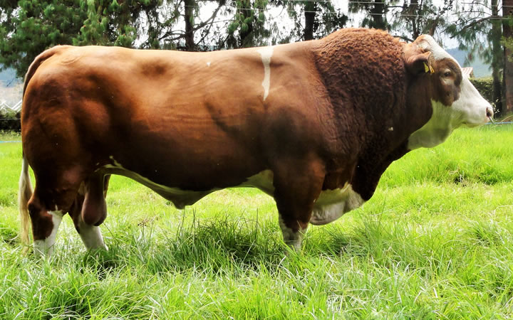 doble-proposito-simmental
