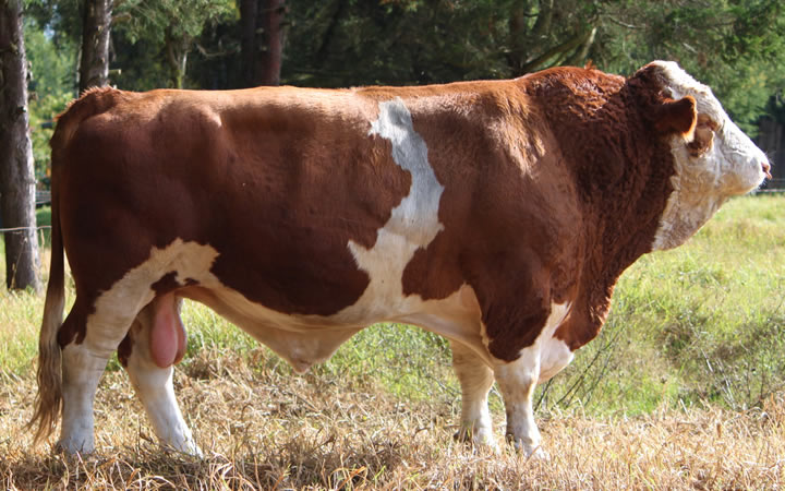 doble-proposito-simmental