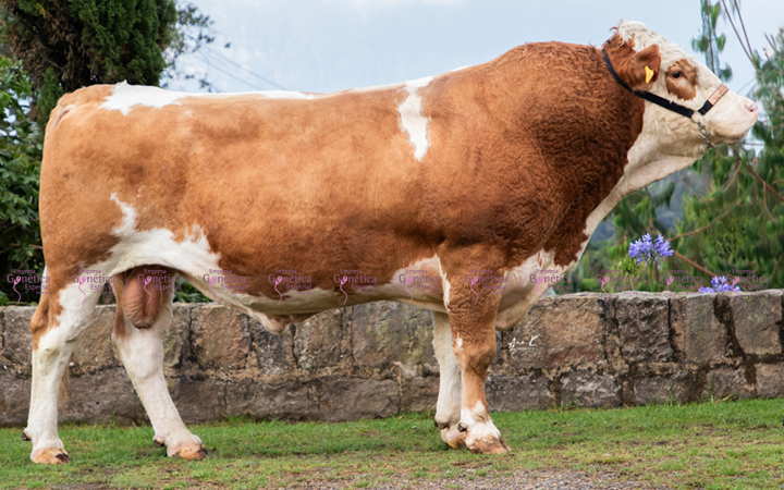 doble-proposito-simmental