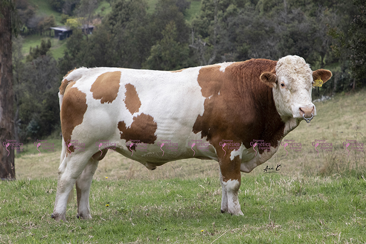 doble-proposito-simmental
